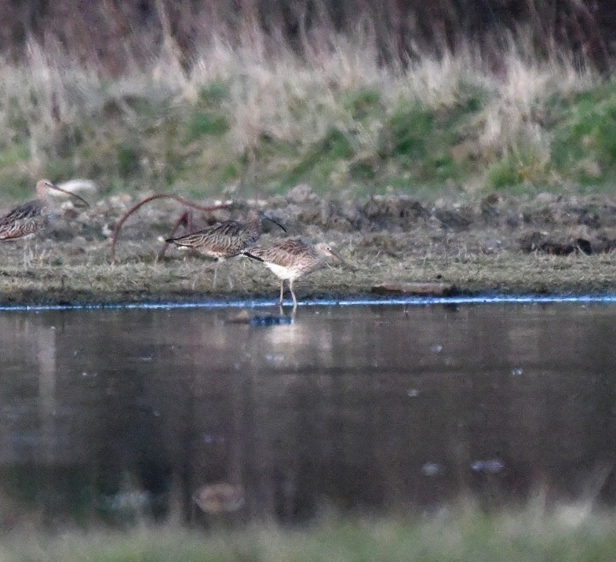 Kurlinta handia - ML647771980