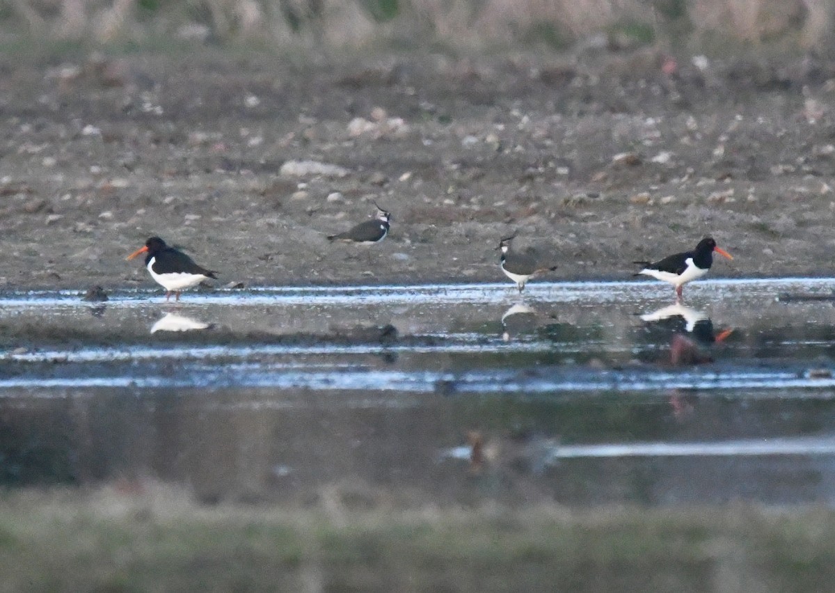 Hegabera eurasiarra - ML647771983