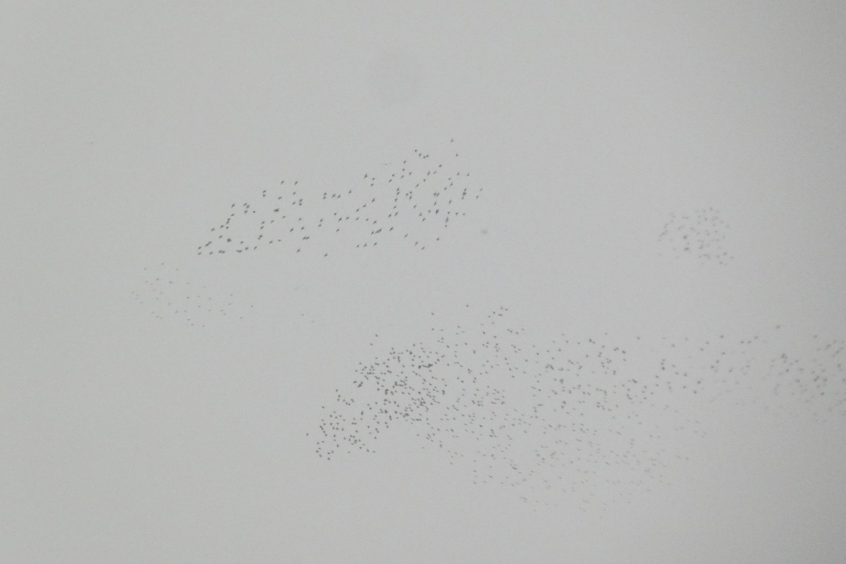 Arabazozo pikarta - ML647771988