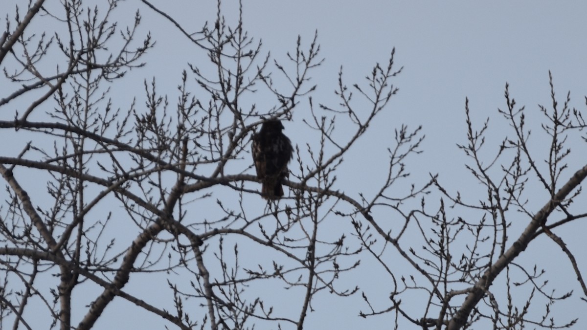 Zapelatz buztangorria - ML647771989