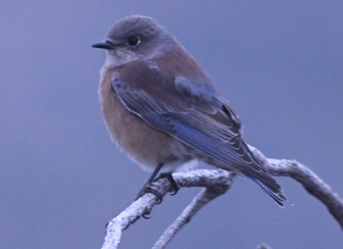 Western Bluebird - ML647771990