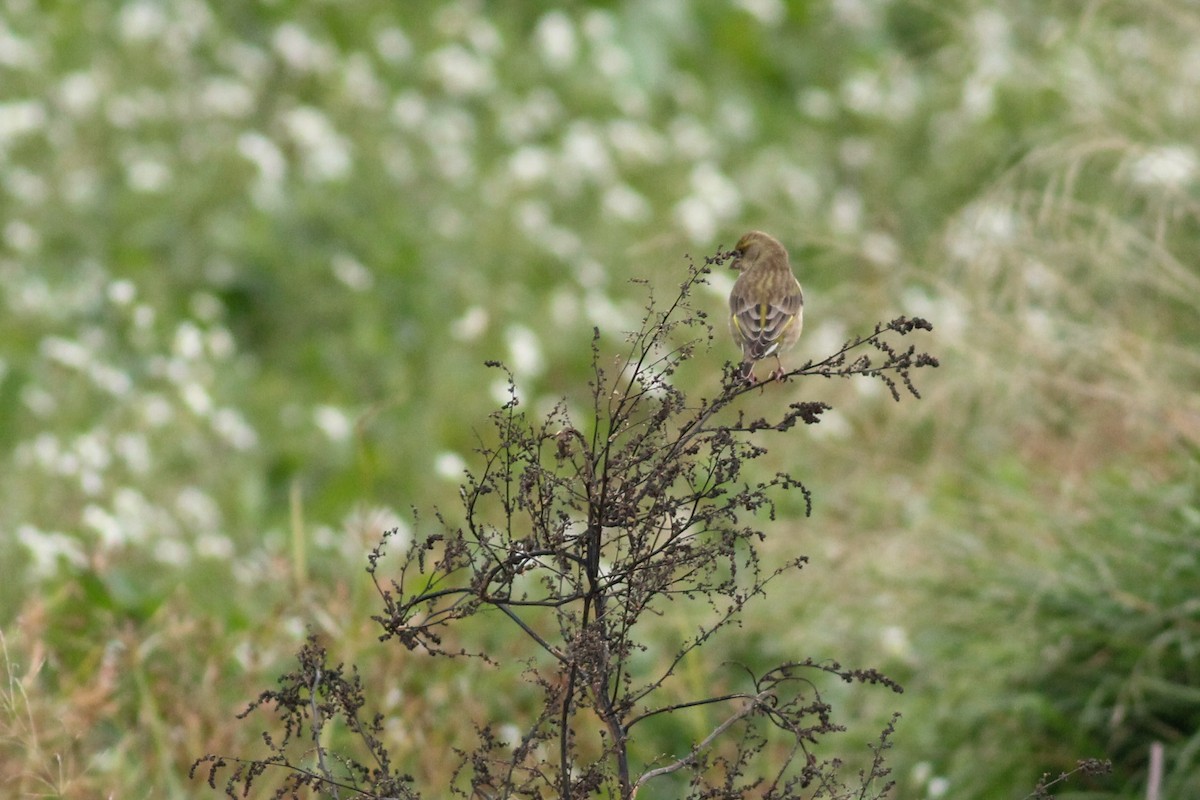European Serin - ML647772014