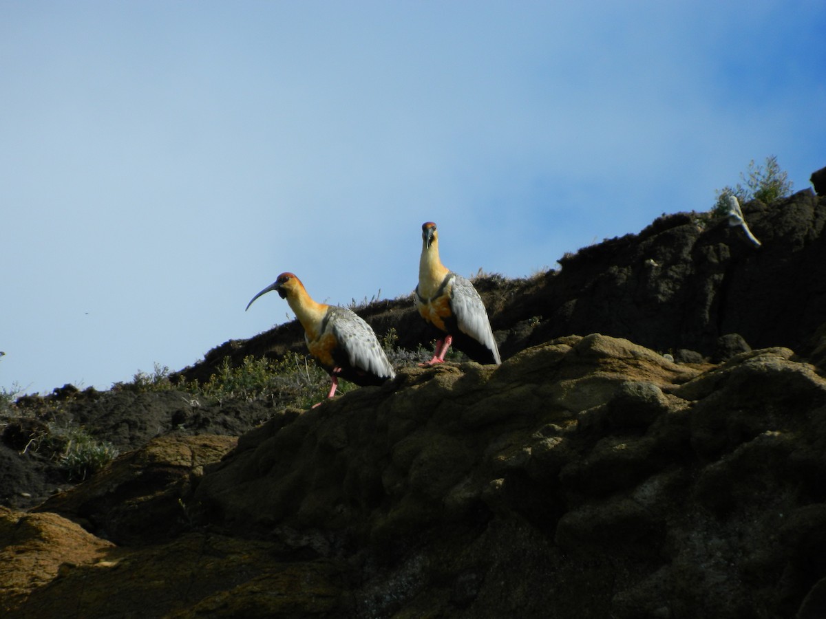 Black-faced Ibis - ML647772018