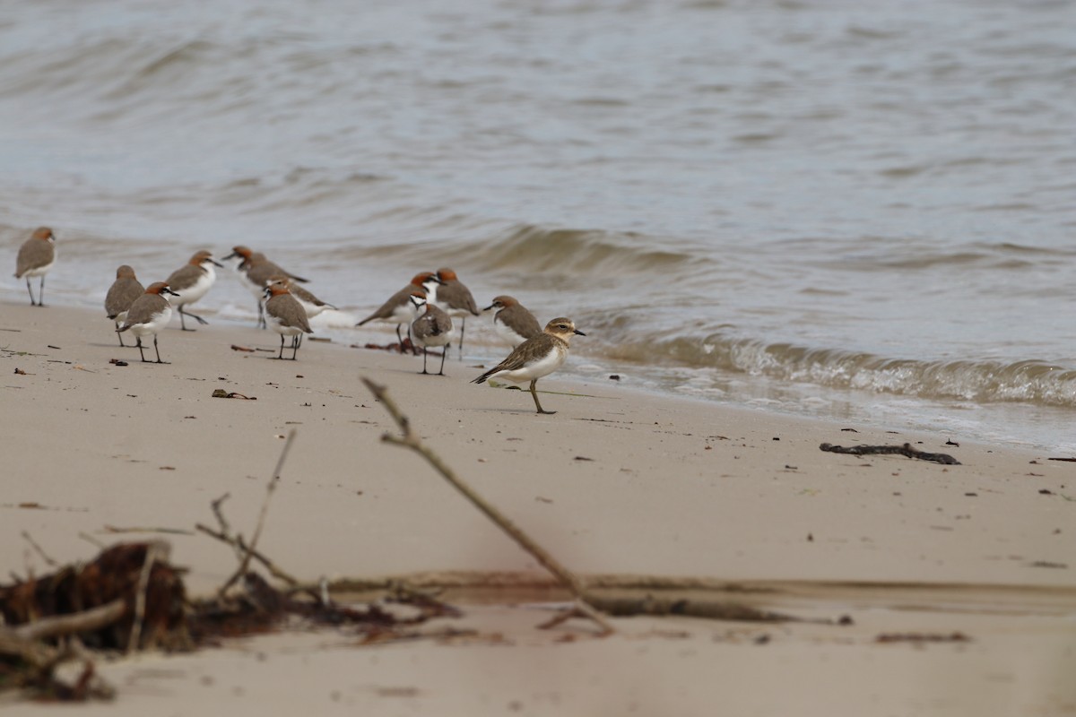 Double-banded Plover - ML647772019