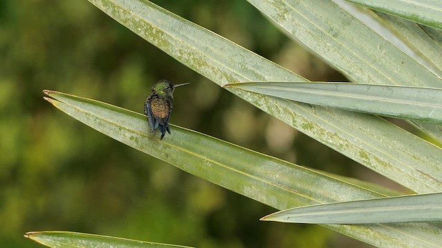 Стальная амазилия - ML647772035
