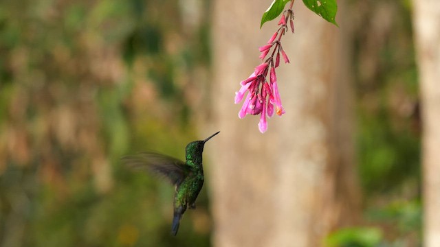 Стальная амазилия - ML647772036