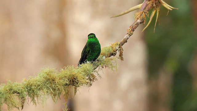 Стальная амазилия - ML647772037