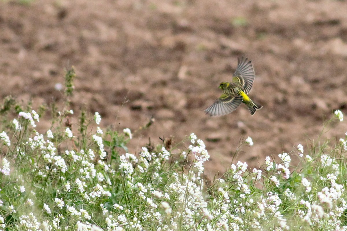 European Serin - ML647772041