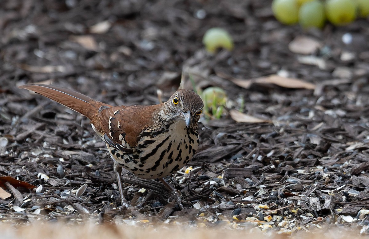 Brown Thrasher - ML647772051