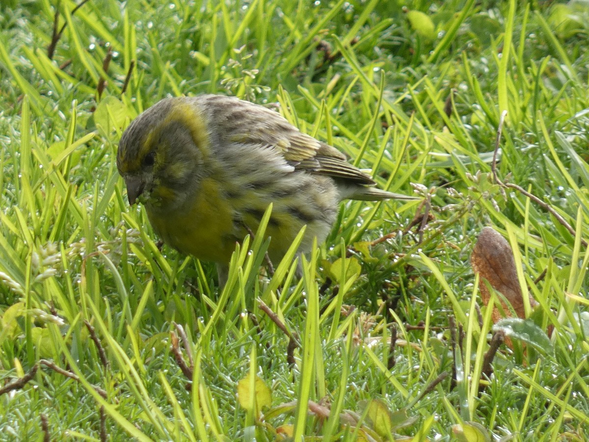 European Serin - ML647772082