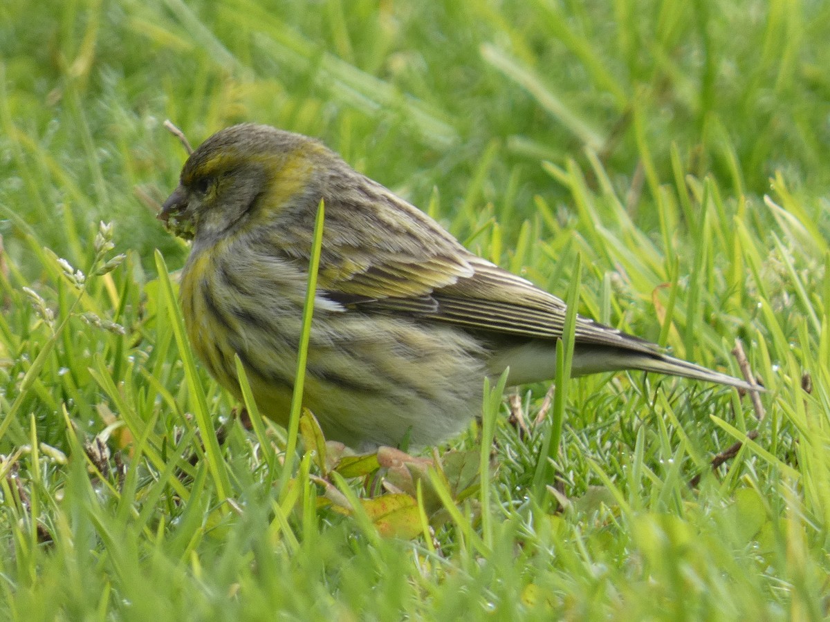 European Serin - ML647772083
