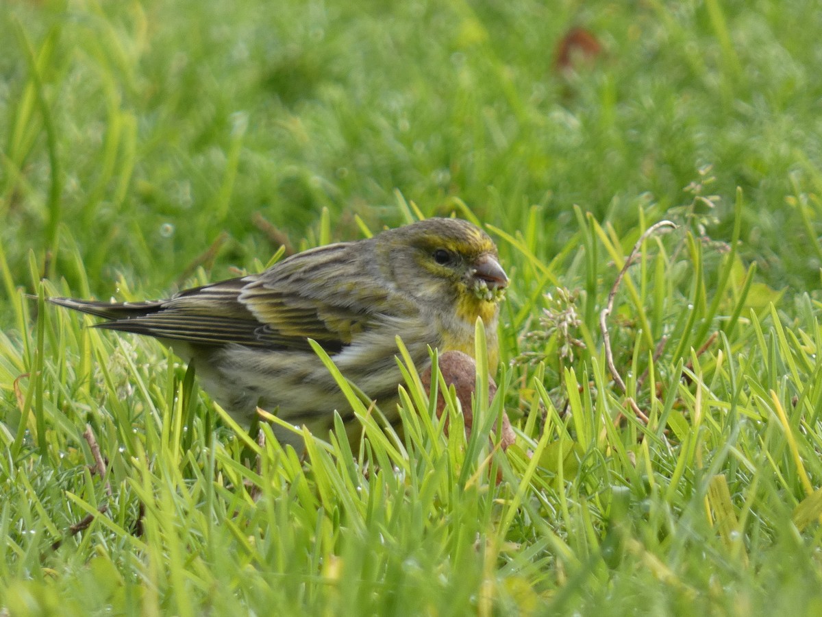 European Serin - ML647772084
