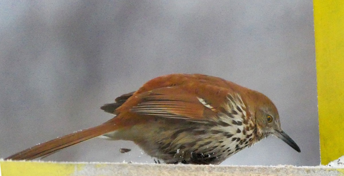 Тремблер прямодзьобий - ML647772103