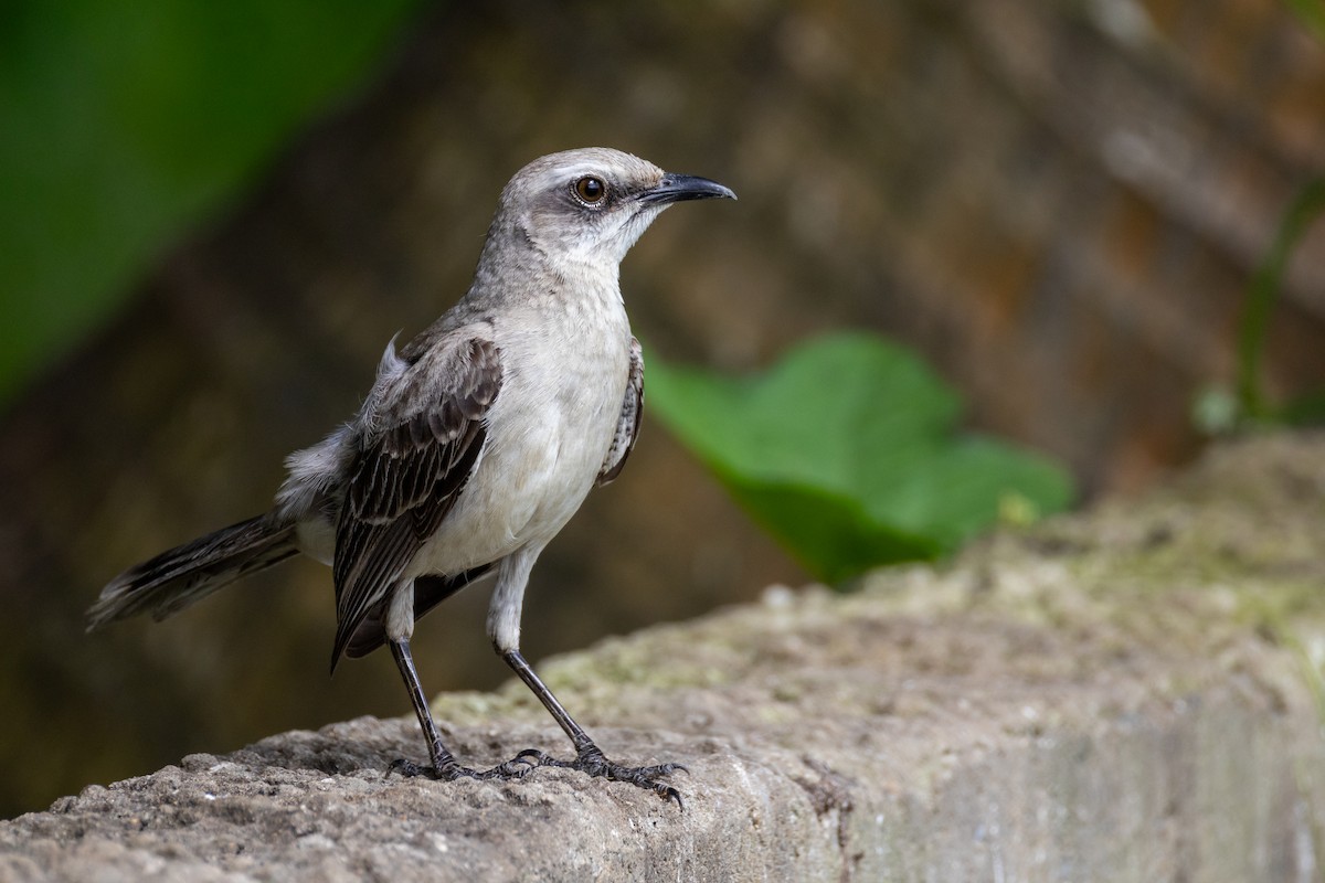 フナシマネシツグミ - ML647772122