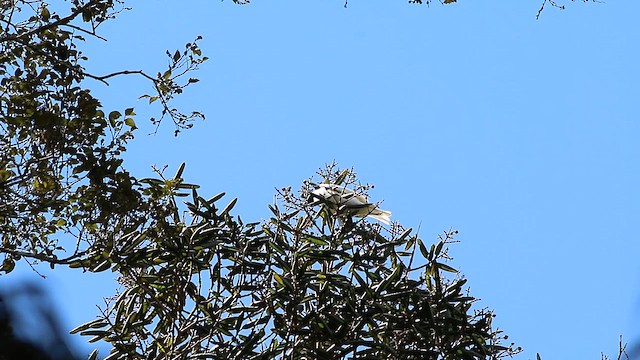 Гологорлый звонарь - ML647772172