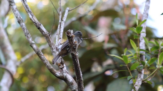 Серый тиранн-плакса - ML647772173