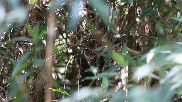 Белогрудая муравьеловка - ML647772174