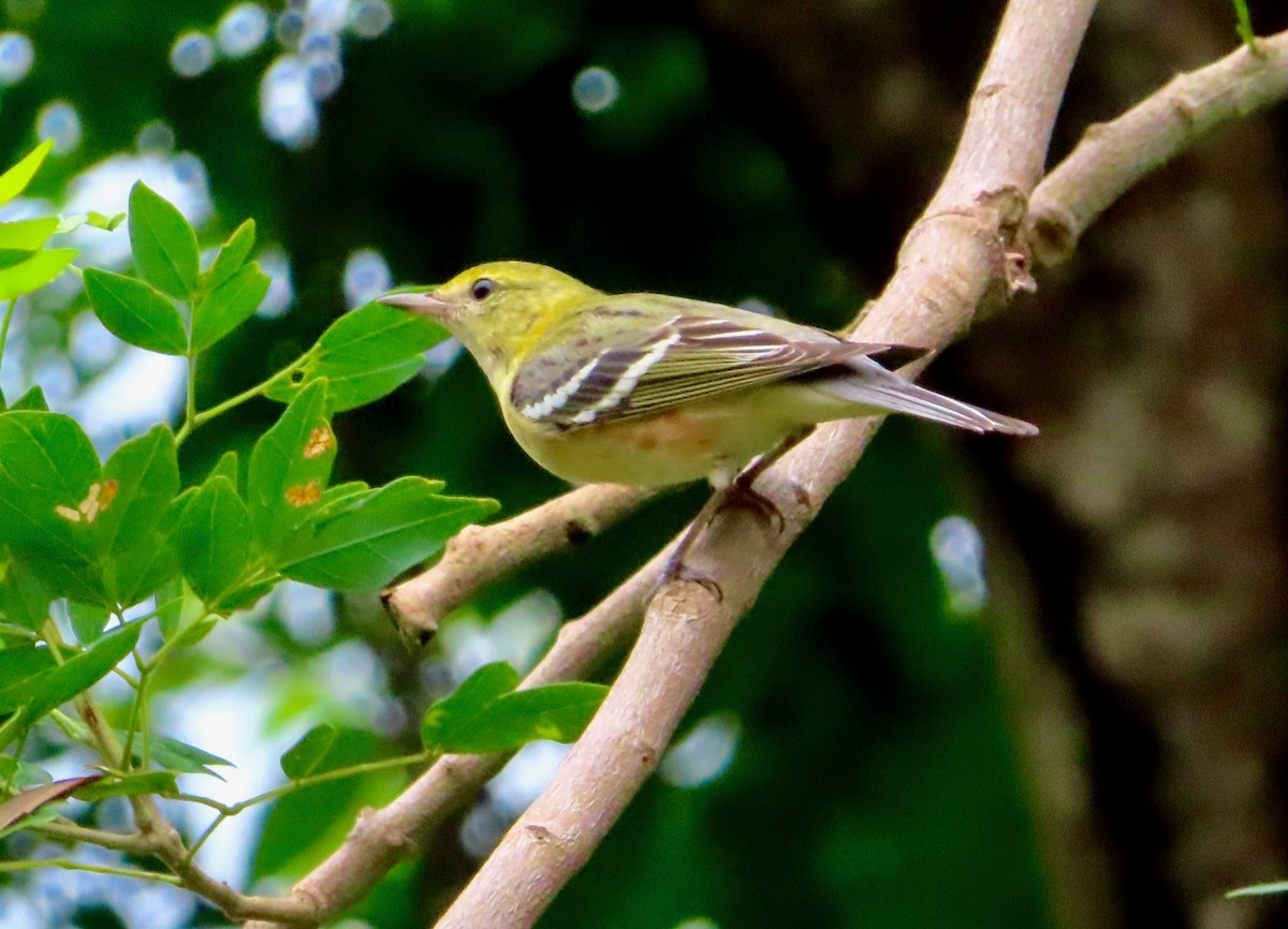 Пісняр-лісовик каштановий - ML647772185