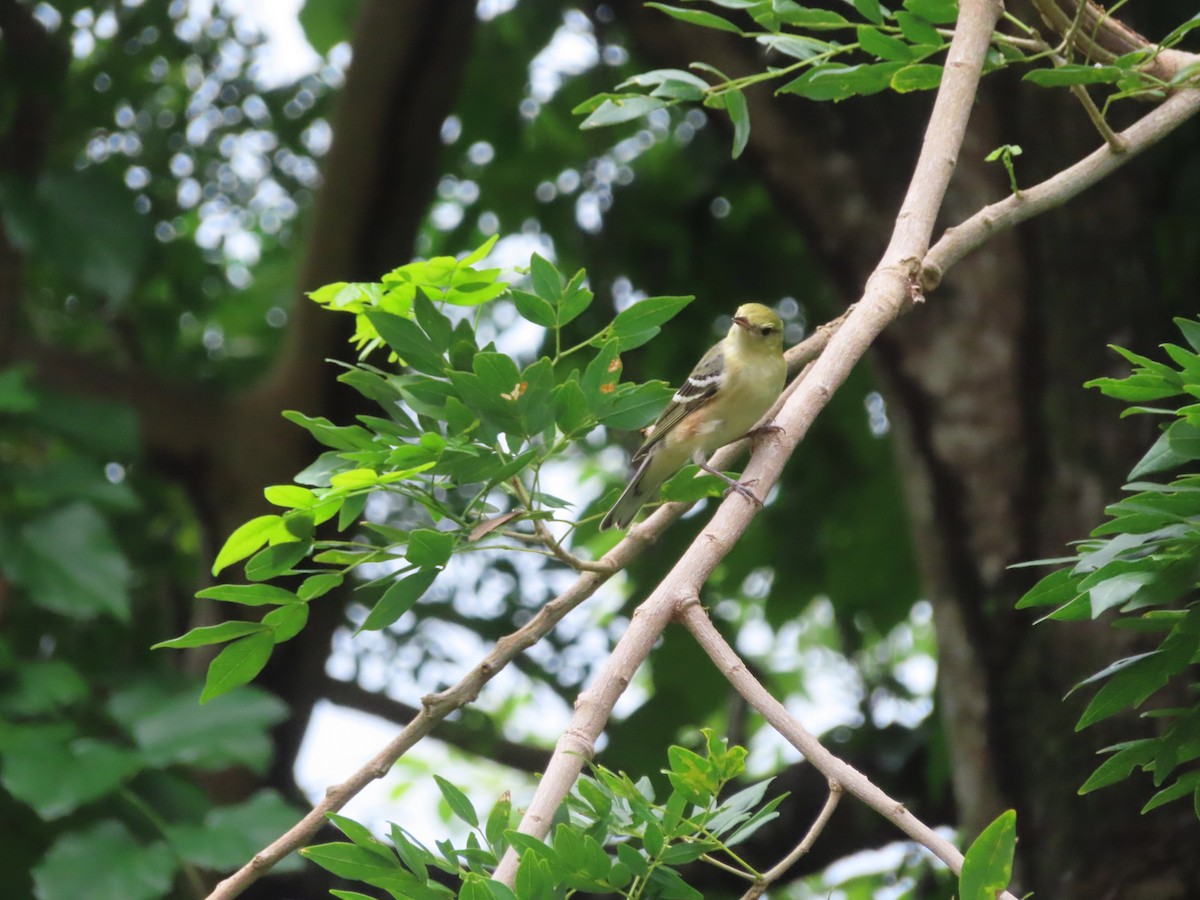 Пісняр-лісовик каштановий - ML647772186