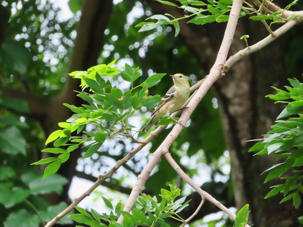 Пісняр-лісовик каштановий - ML647772187