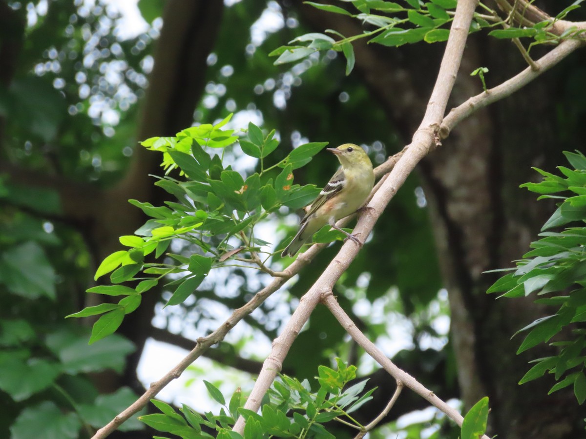 Пісняр-лісовик каштановий - ML647772188