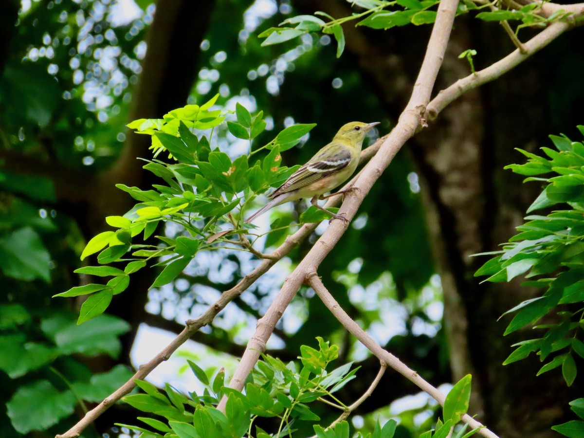 Пісняр-лісовик каштановий - ML647772190