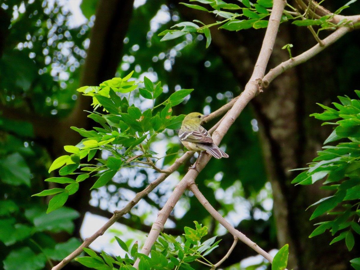 Пісняр-лісовик каштановий - ML647772191