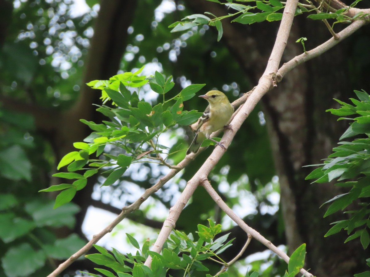 Пісняр-лісовик каштановий - ML647772193