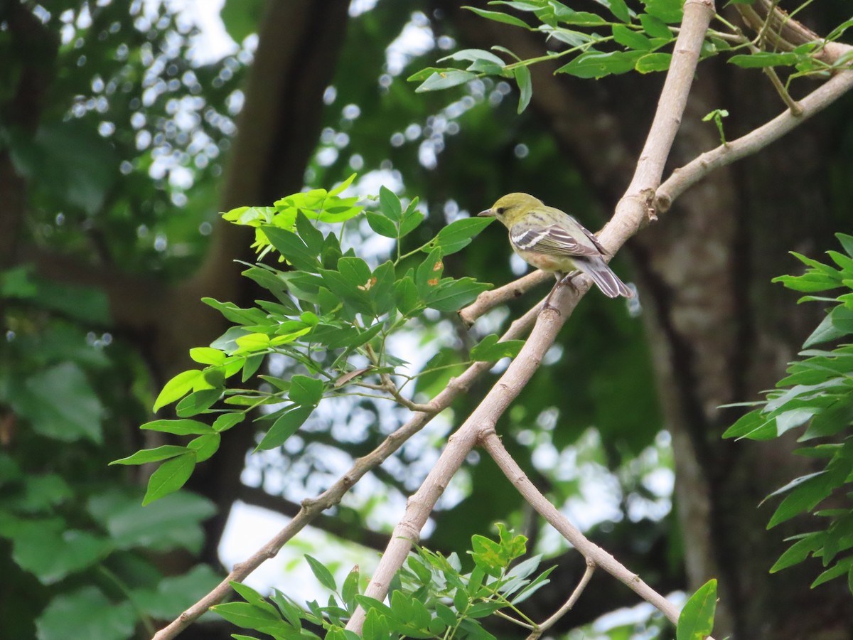 Пісняр-лісовик каштановий - ML647772195