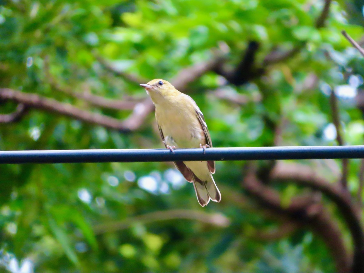 Пісняр-лісовик каштановий - ML647772200