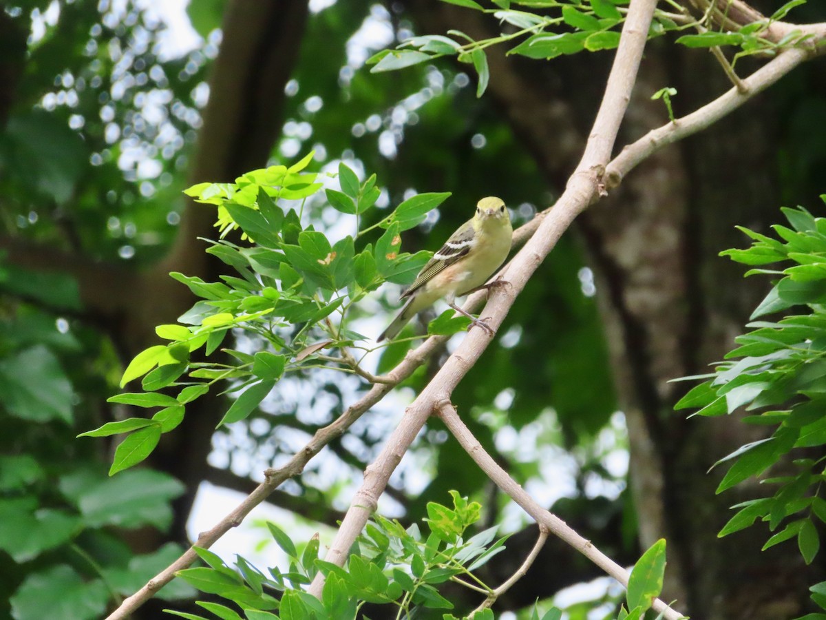 Пісняр-лісовик каштановий - ML647772201