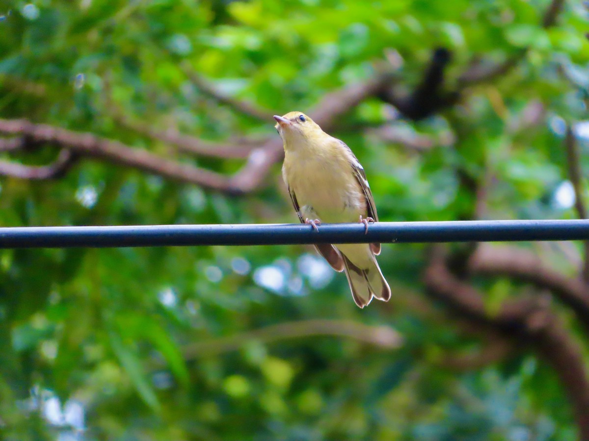 Пісняр-лісовик каштановий - ML647772202