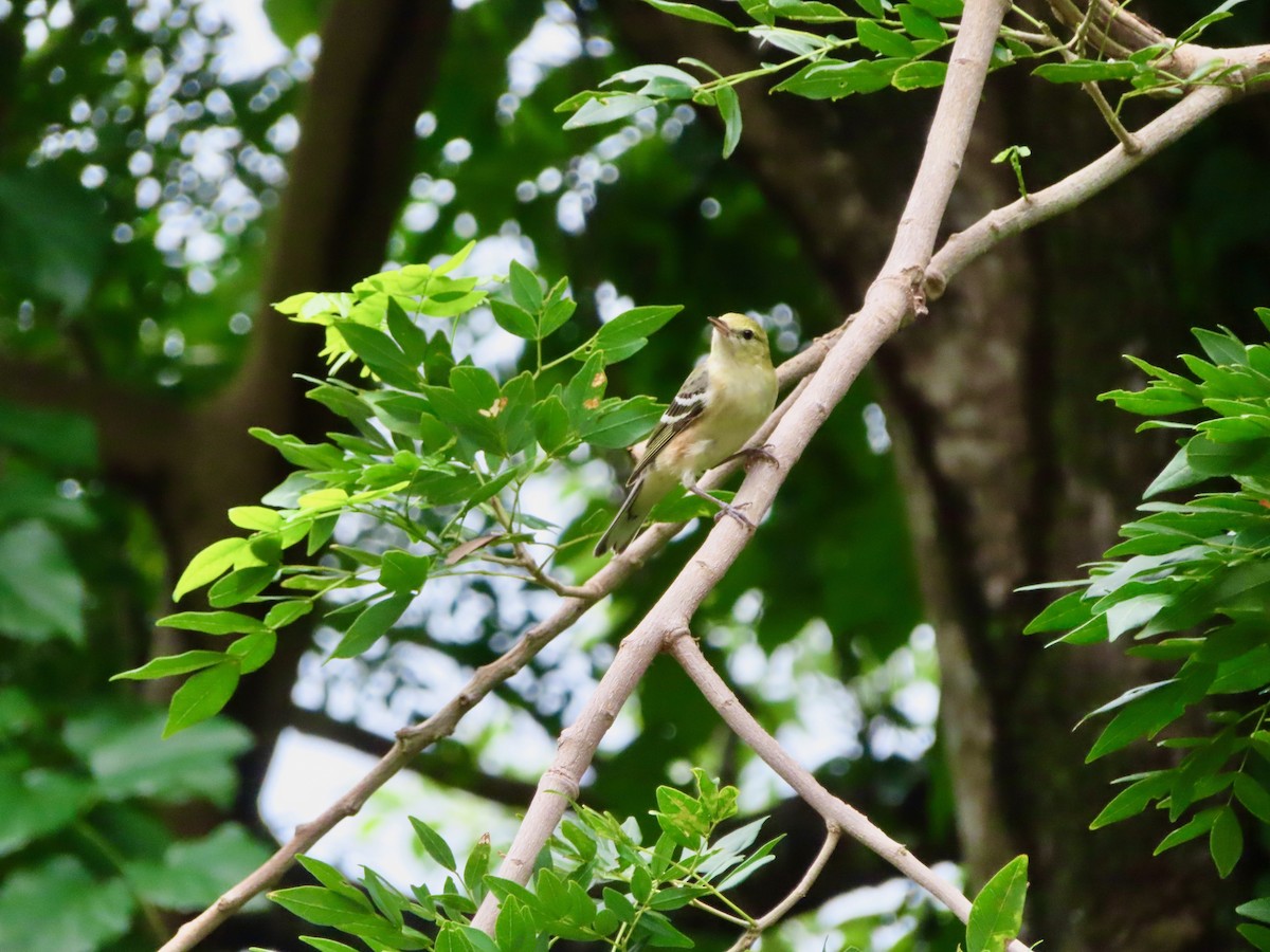 Пісняр-лісовик каштановий - ML647772203
