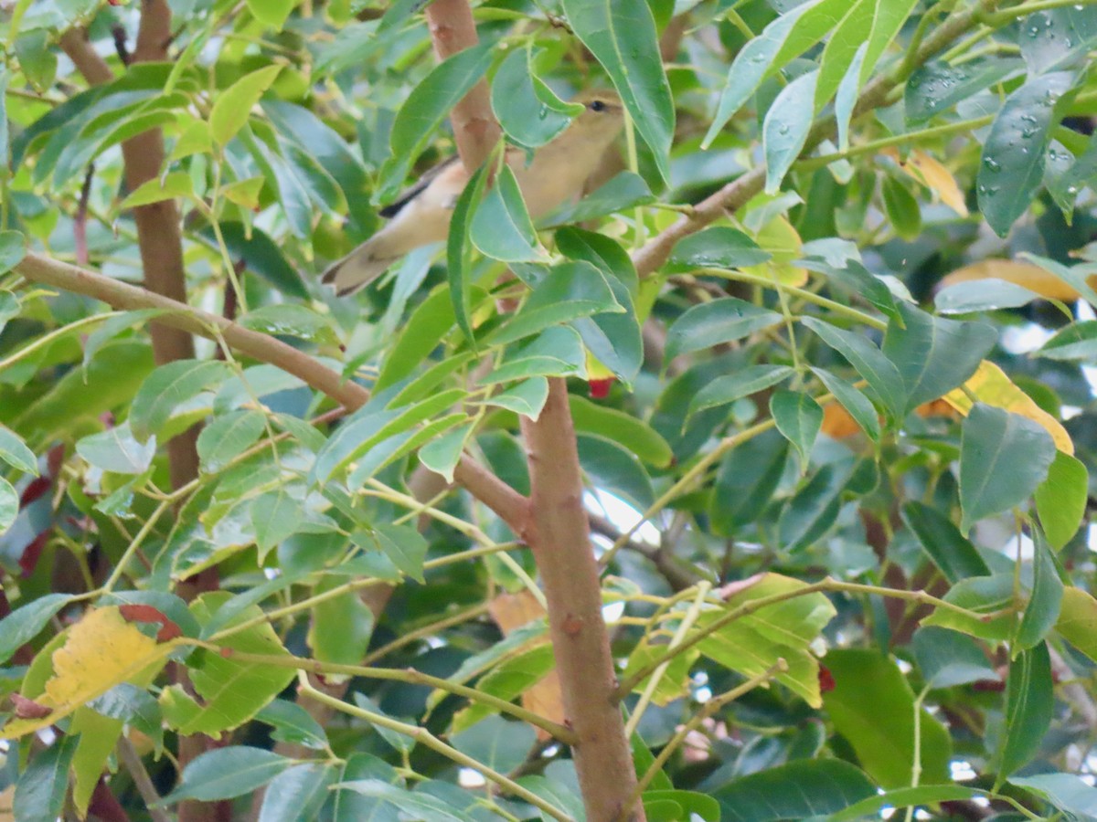 Пісняр-лісовик каштановий - ML647772204