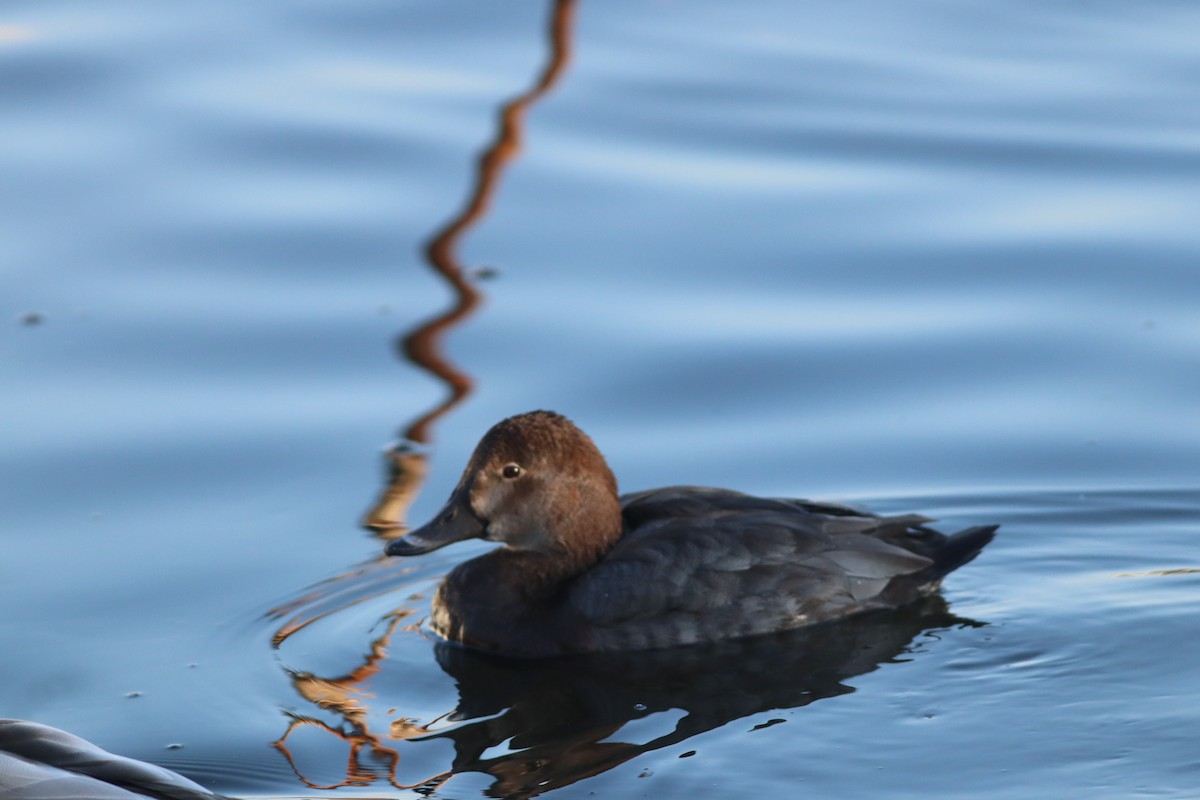 Common Pochard - ML647772206
