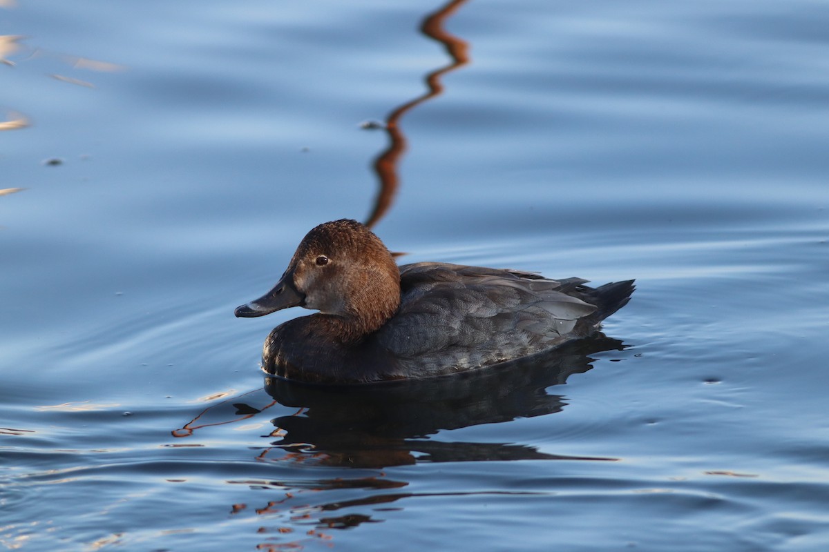 Common Pochard - ML647772207