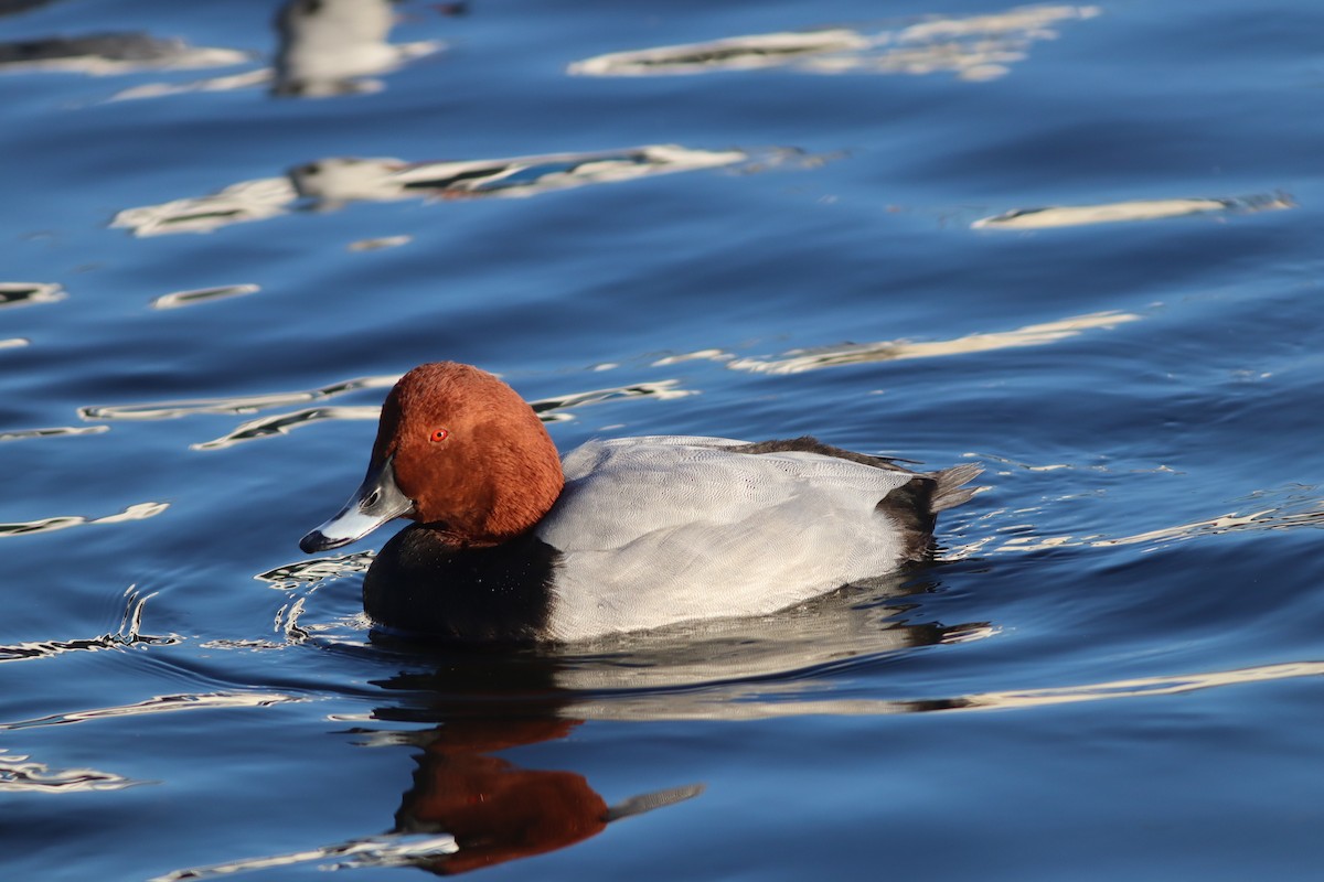 Common Pochard - ML647772208