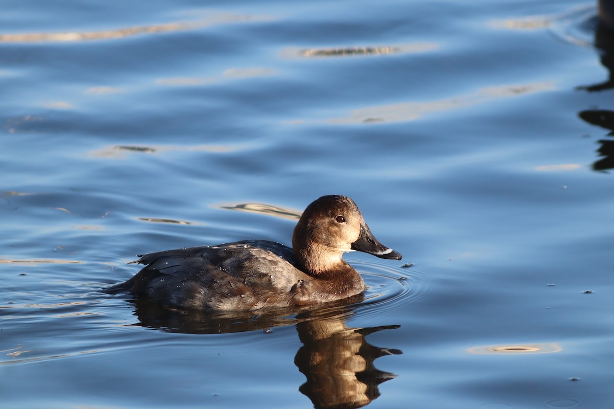 Common Pochard - ML647772209