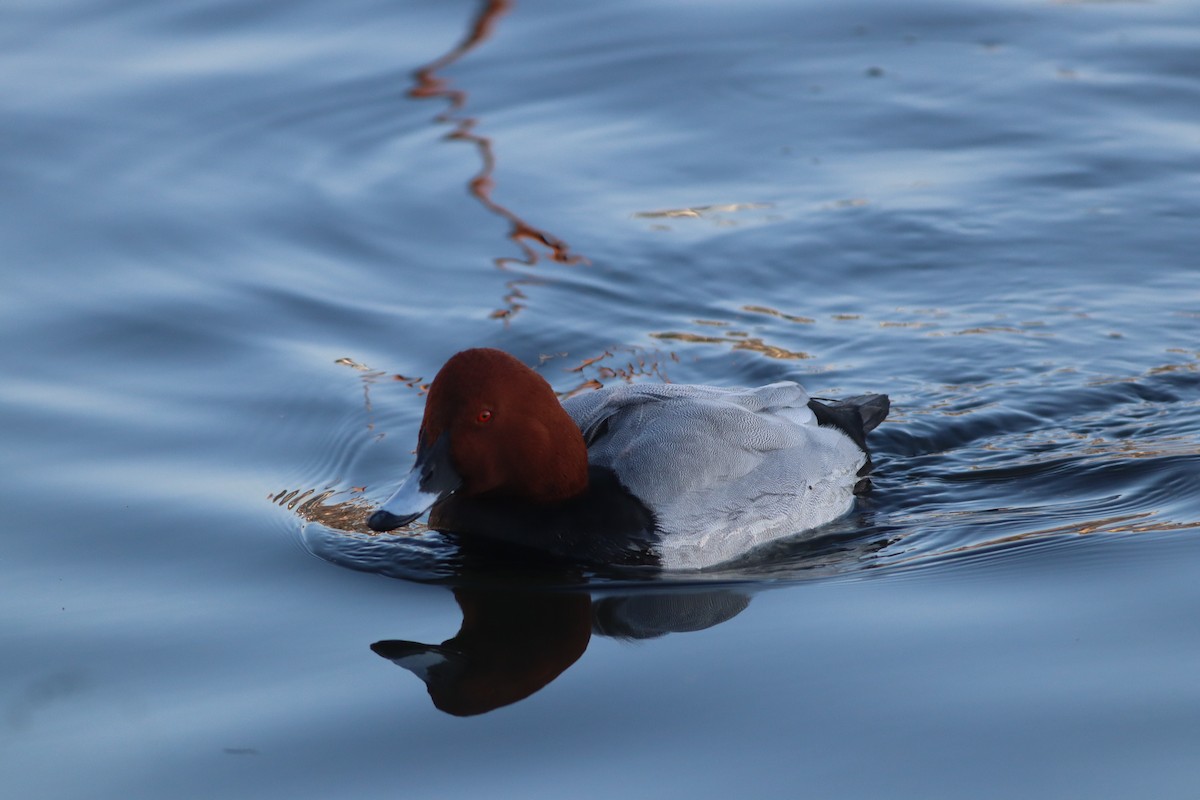 Common Pochard - ML647772210