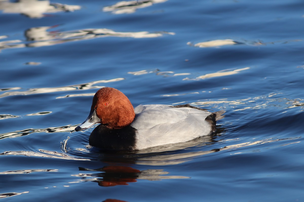 Common Pochard - ML647772211
