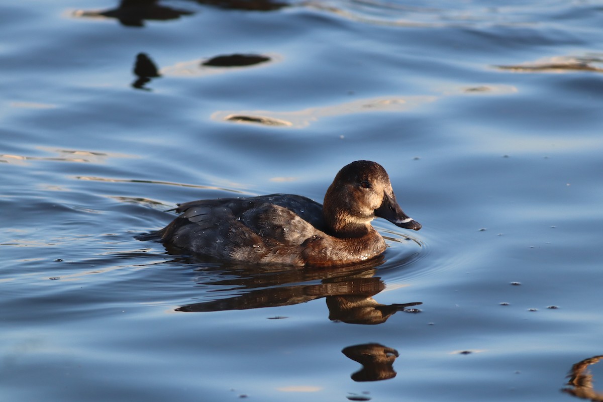 Common Pochard - ML647772212