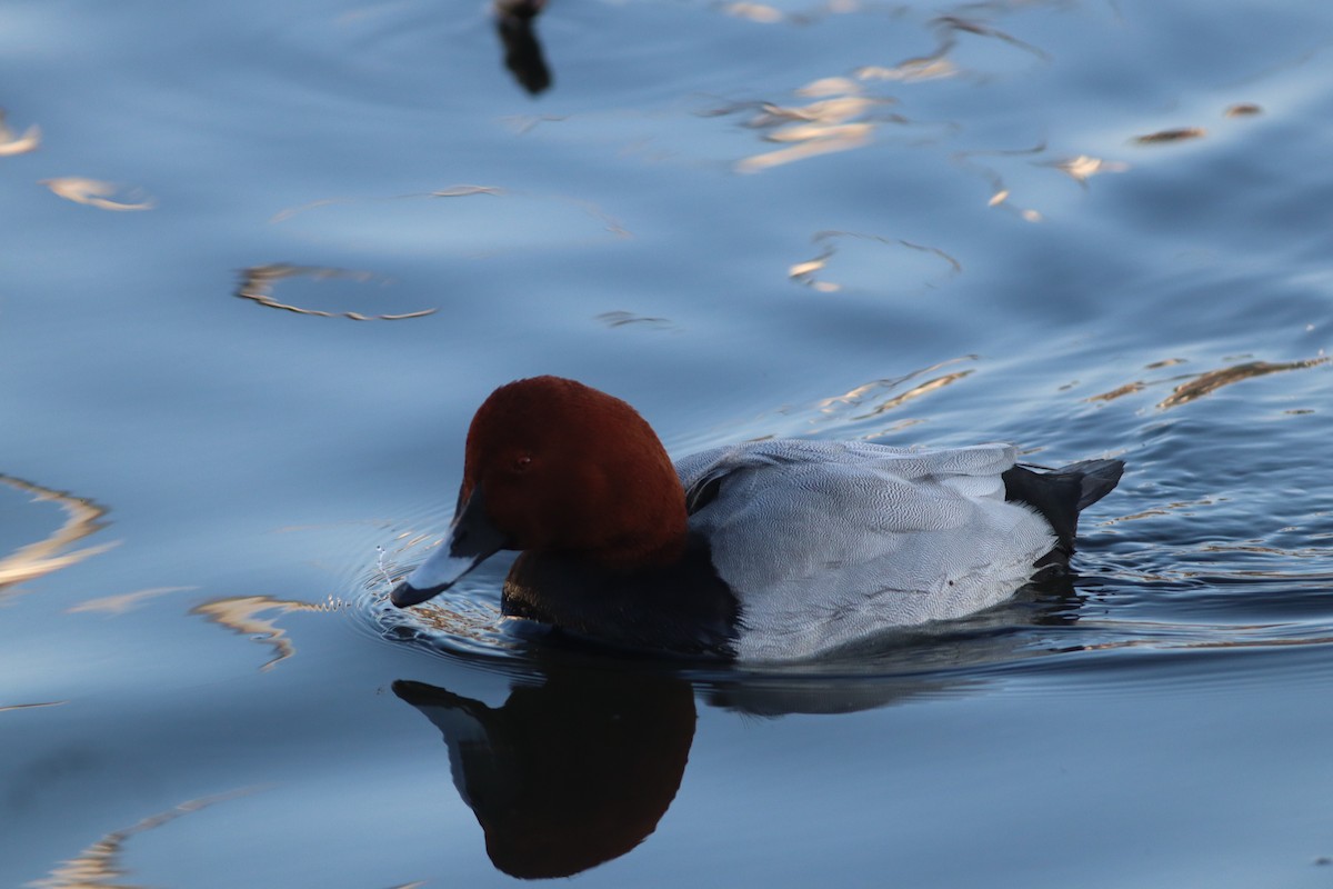 Common Pochard - ML647772213