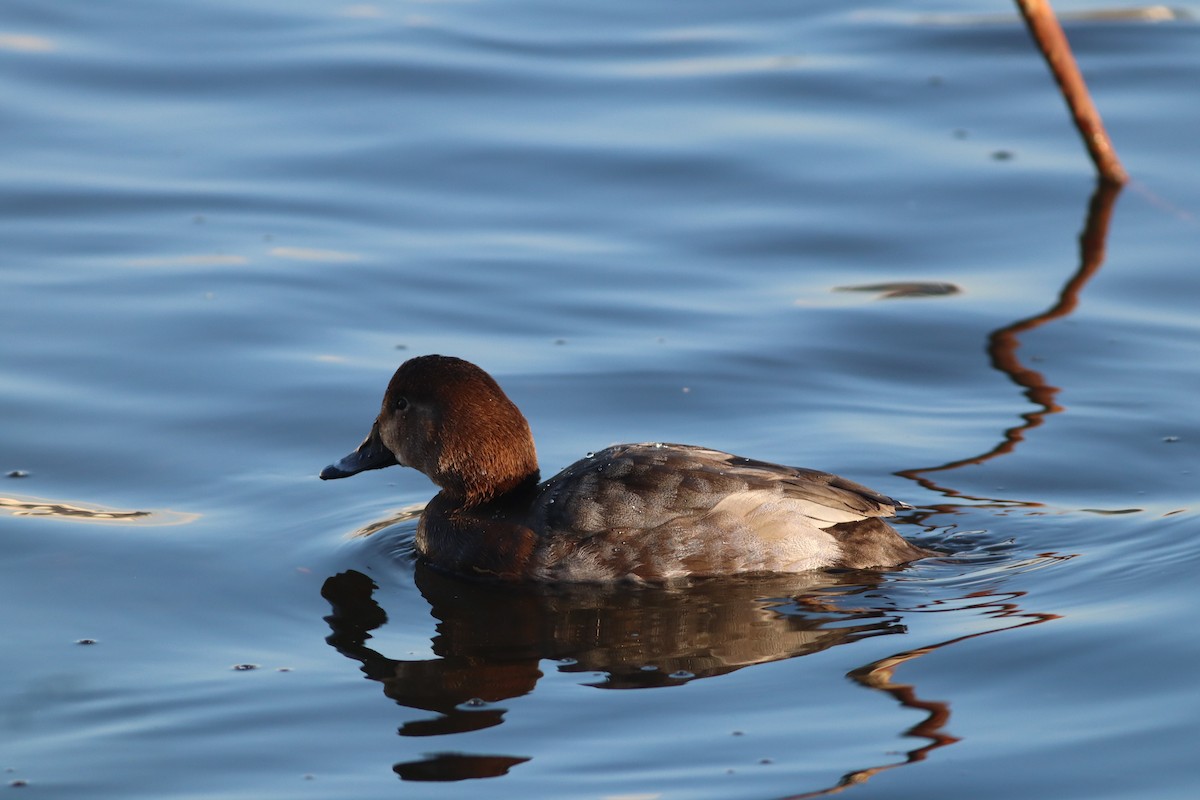 Common Pochard - ML647772214