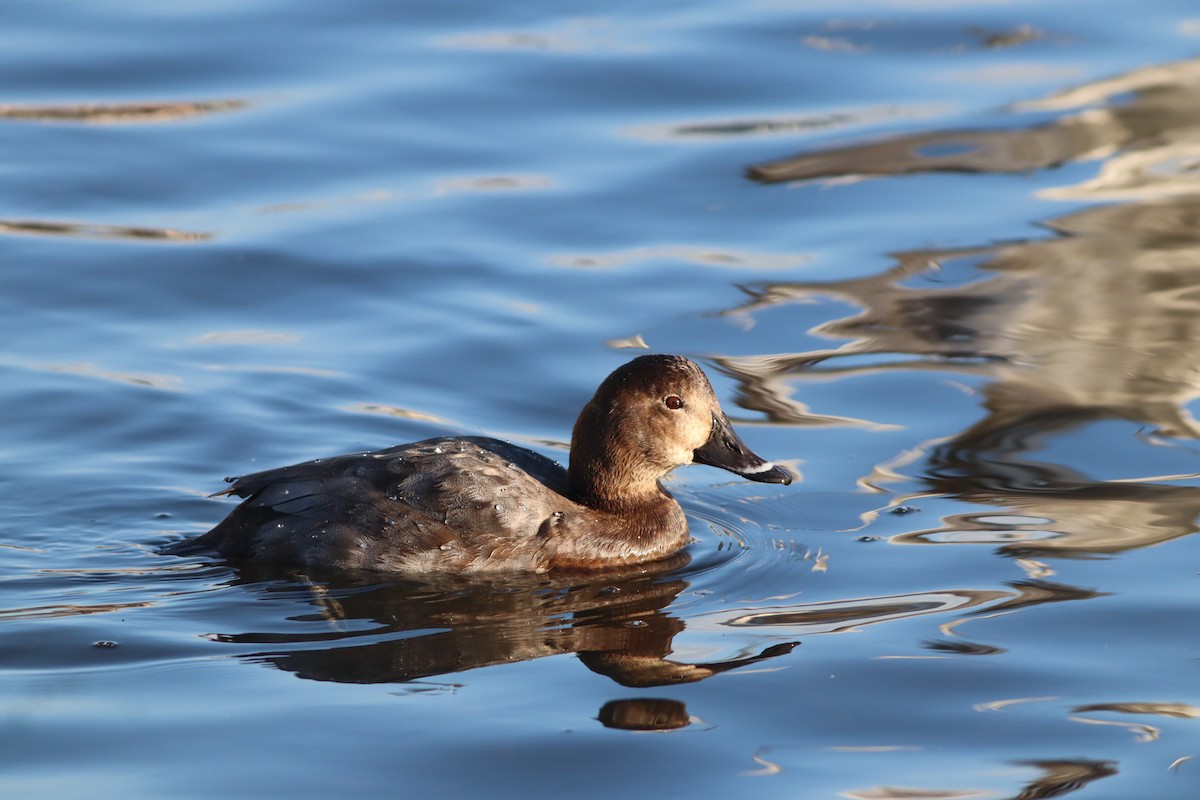 Common Pochard - ML647772215