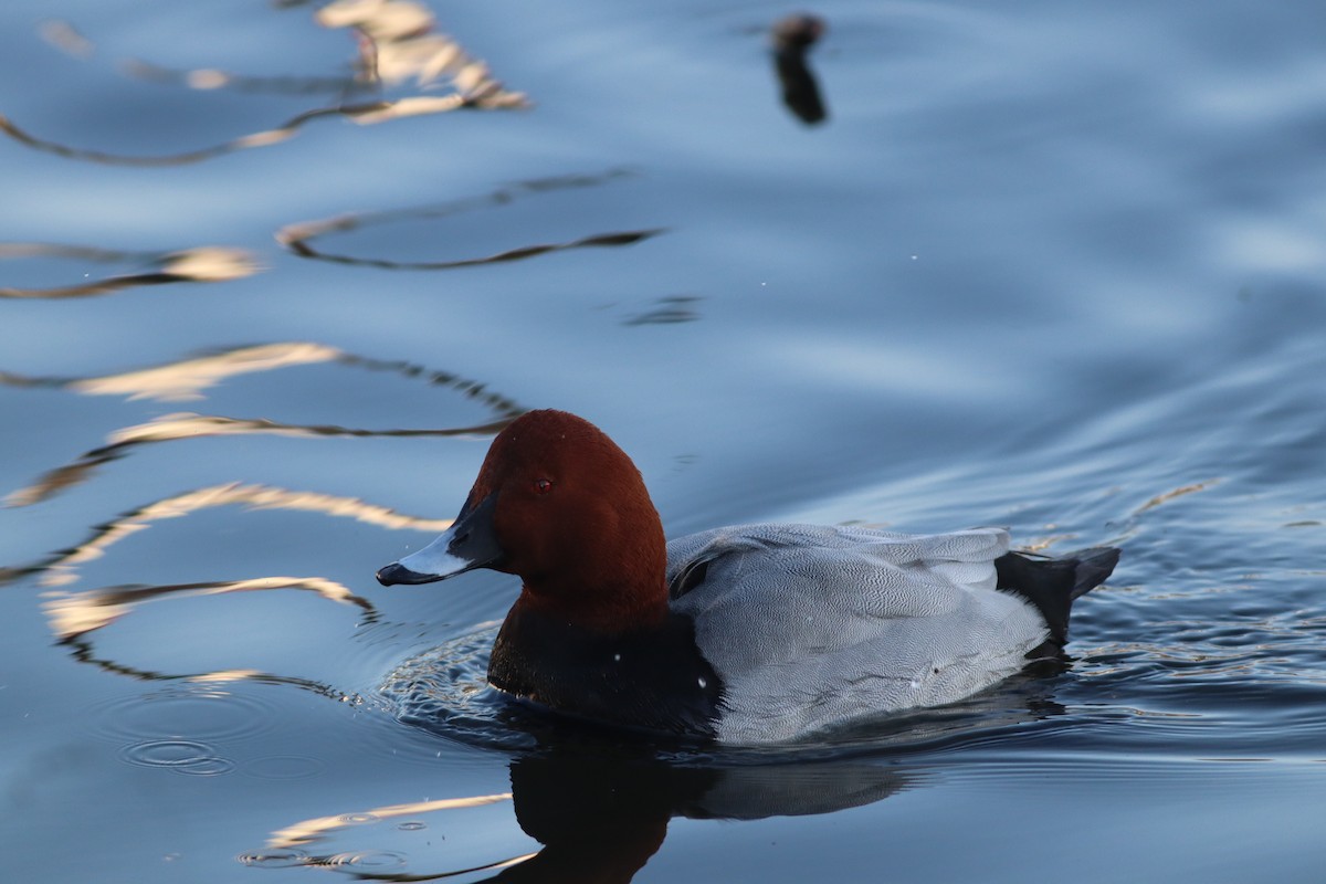 Common Pochard - ML647772216