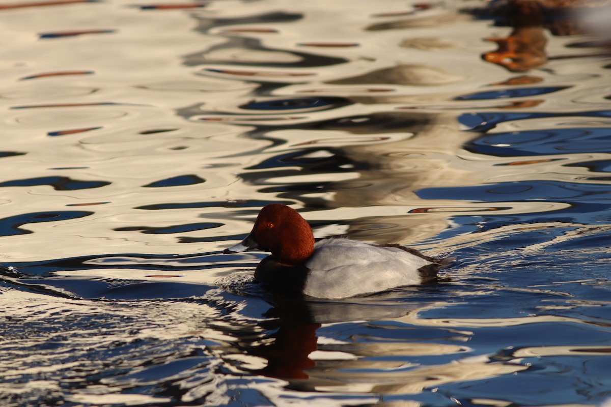 Common Pochard - ML647772218