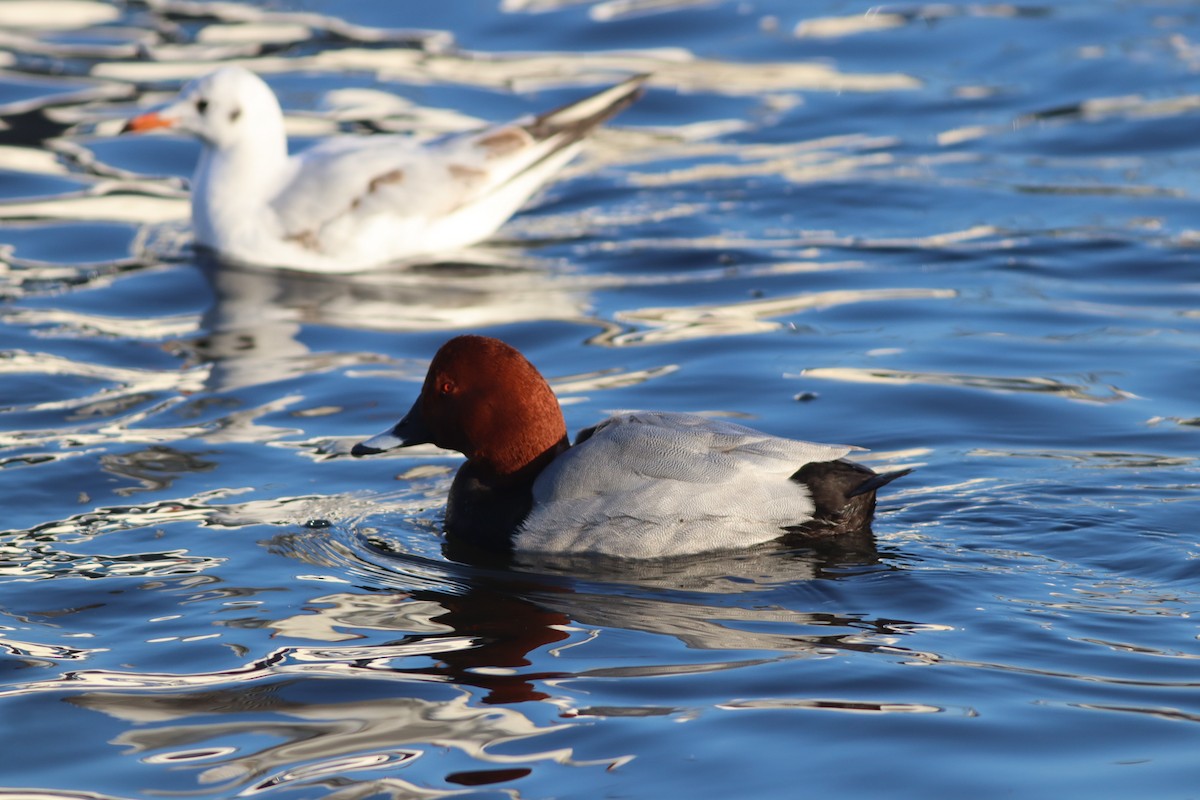 Common Pochard - ML647772219