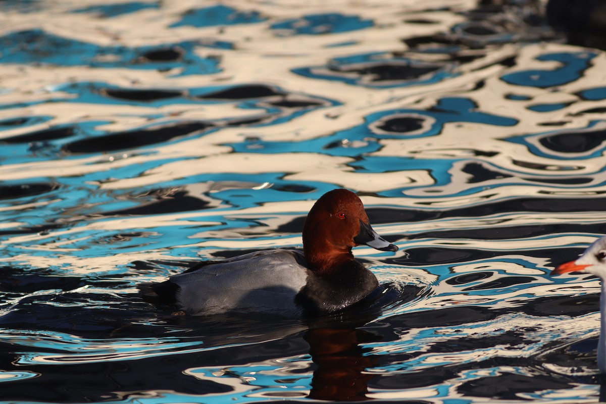 Common Pochard - ML647772220