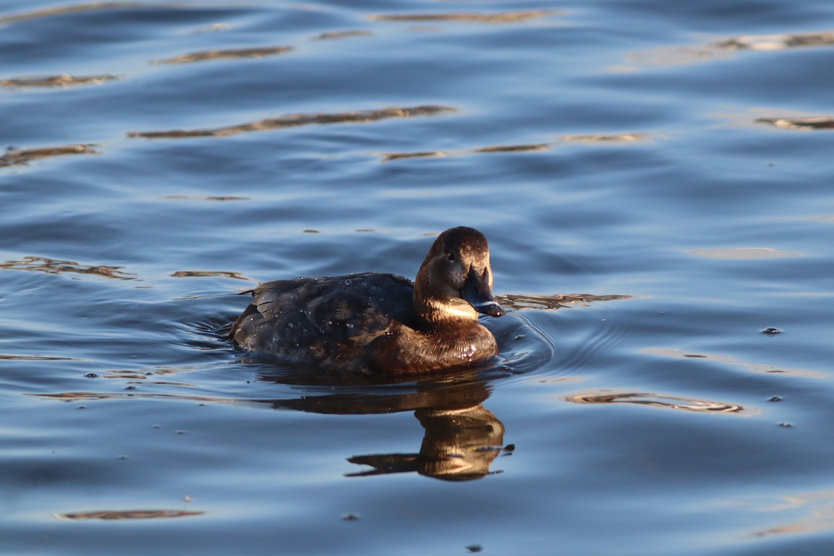Common Pochard - ML647772221