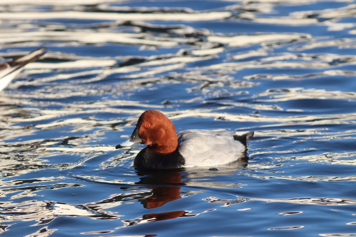 Common Pochard - ML647772222